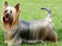 Silky Terrier thumbnail